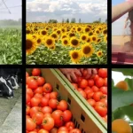 Changing Dietary Patterns and Their Impact on Agricultural Produce