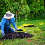 Importance of Tree Planting