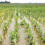 How Floods Affect Farmers and Food Production
